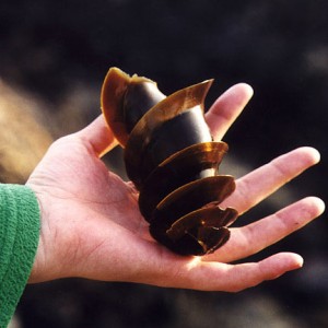 An inspirational form washed up on the shore. This is a shark egg case. 