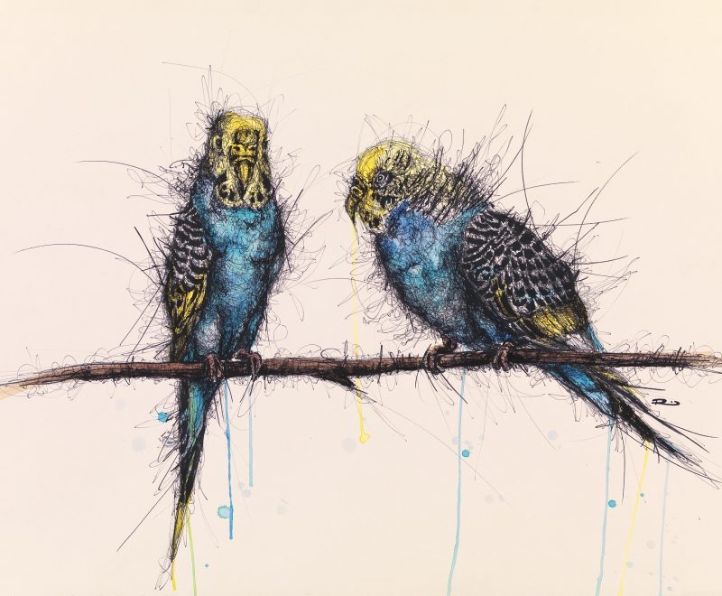 Budgerigars – Scratch Series ( Renee Mitchell) - Available from KAB Gallery