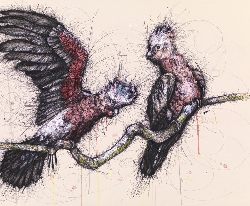 Galahs – Scratch Series ( Renee Mitchell) - Available from KAB Gallery