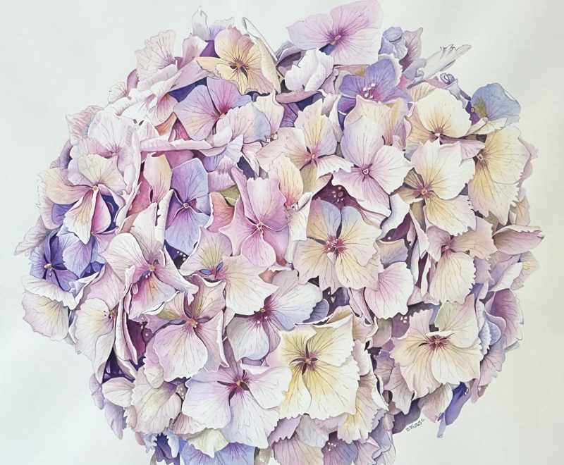 Hydrangea Study 3 ( Belinda Biggs) - Available from KAB Gallery