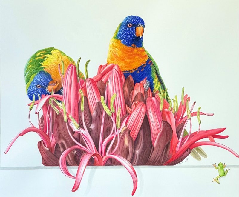 Rainbow Lorikeets & Gymea Lily ( Belinda Biggs) - Available from KAB Gallery