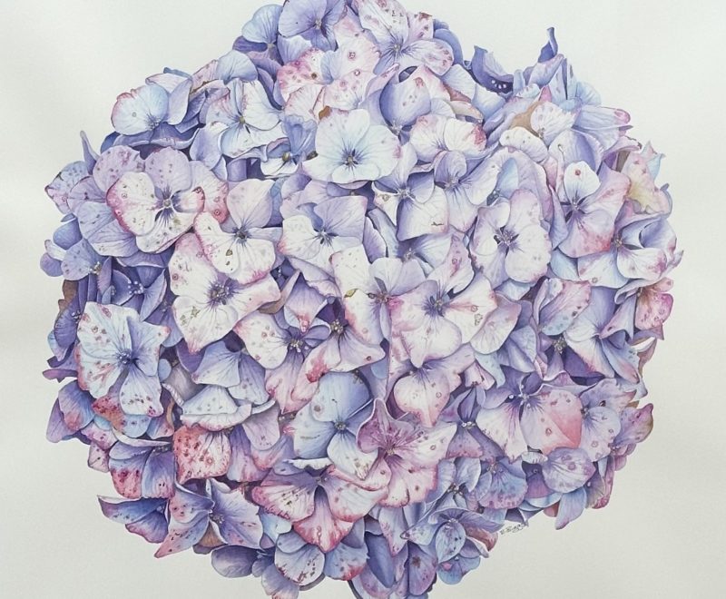 Hydrangea Study 4 ( Belinda Biggs) - Available from KAB Gallery