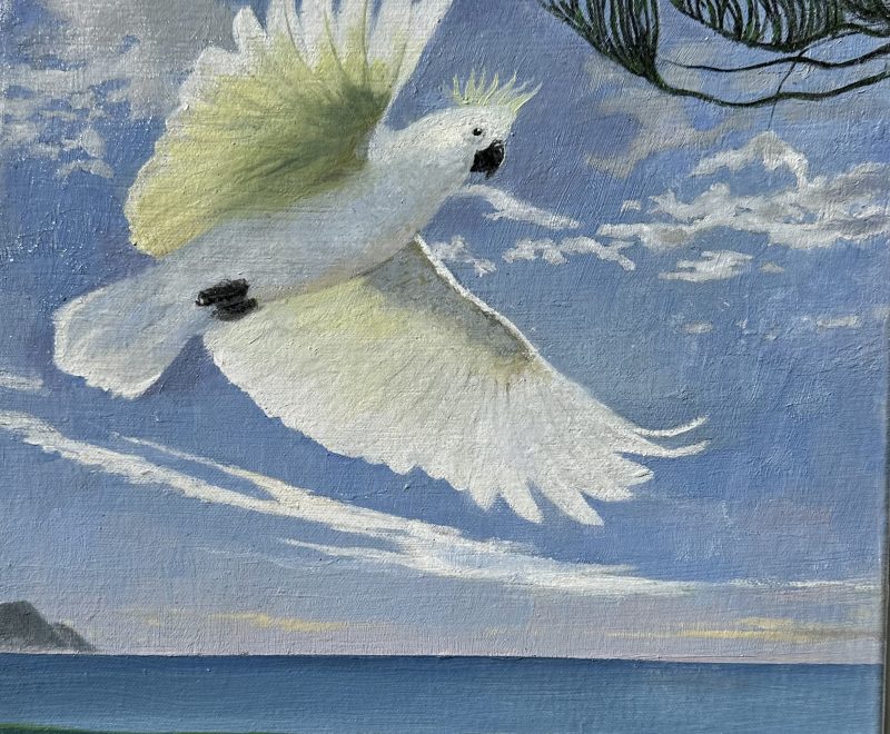 Cockatoo at Terrigal ( Pete Rush) - Available from KAB Gallery