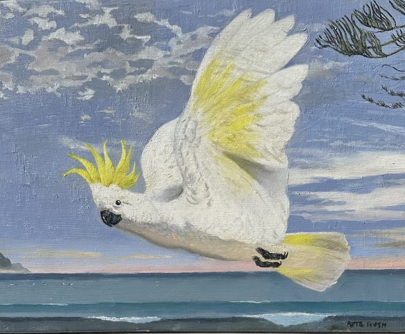 Terrigal Cockatoo ( Pete Rush) - Available from KAB Gallery