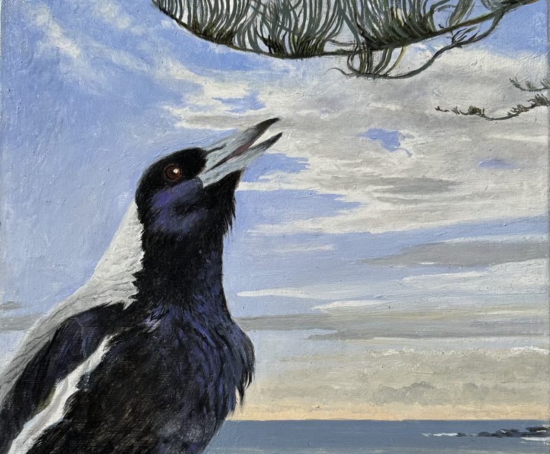 Terrigal Magpie ( Pete Rush) - Available from KAB Gallery