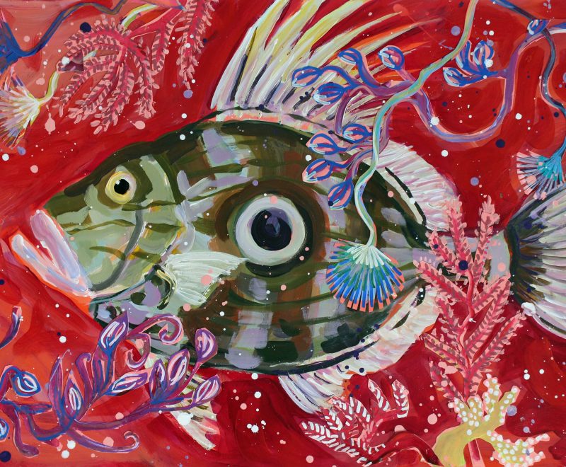 John Dory ( Megan Barrass) - Available from KAB Gallery