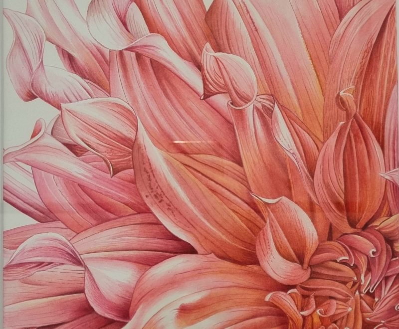Gorgeous Little Dahlia ( Belinda Biggs) - Available from KAB Gallery